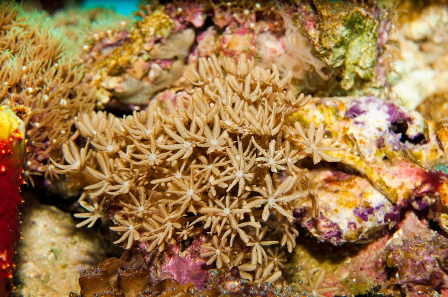 Soft Star Coral in Aquarium Bacground
